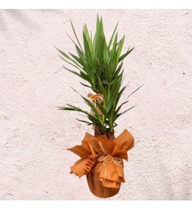Yucca Massengena